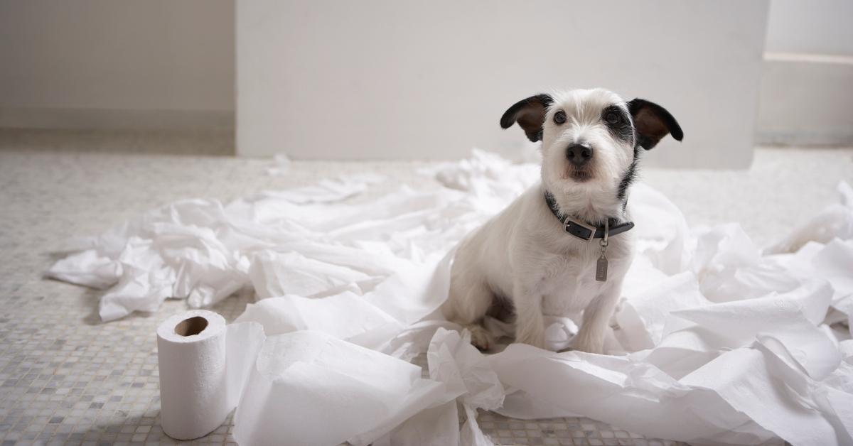 A dog sitting on the floor with toilet paper