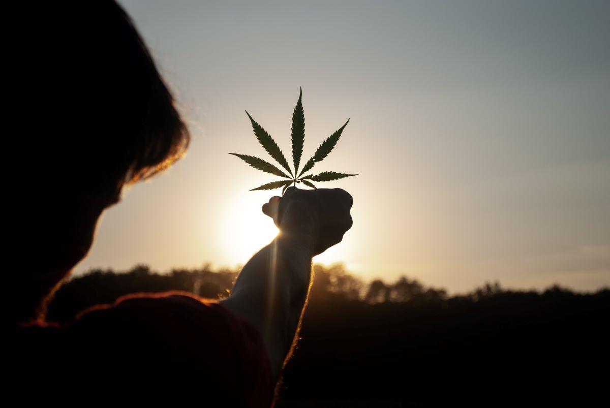 Man holding a marijuana leaf up to the sun