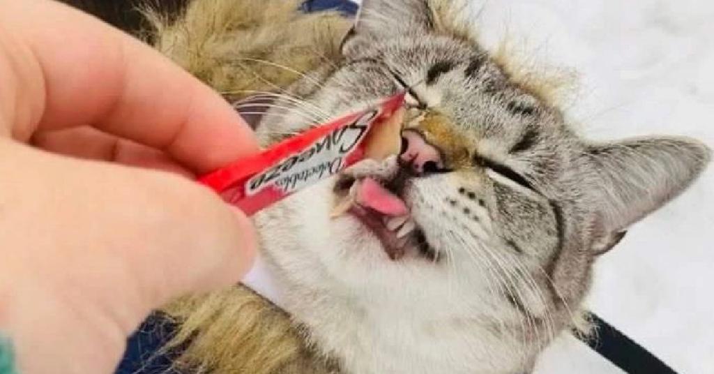 10 Places to Get Freebies for Pets Deals for Fur Babies