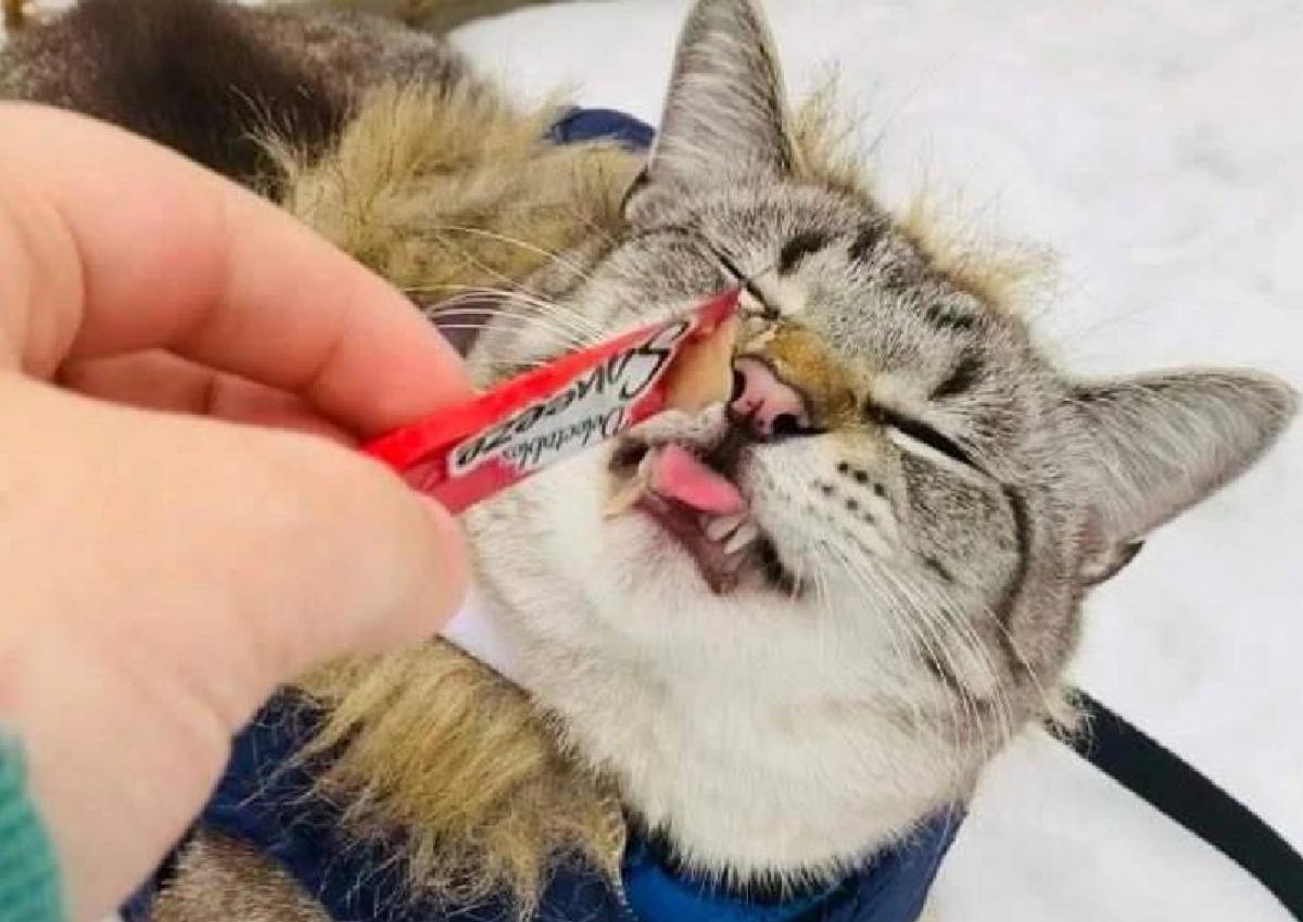 10 Places to Get Freebies for Pets Deals for Fur Babies