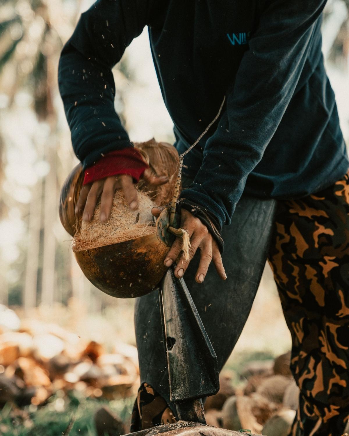 Farmer working to crack a coconut for coconut water. 