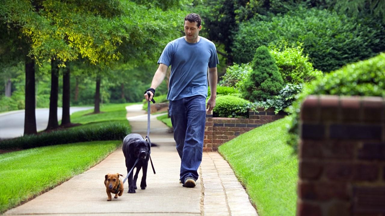 A man walking two dogs on a sidewalk