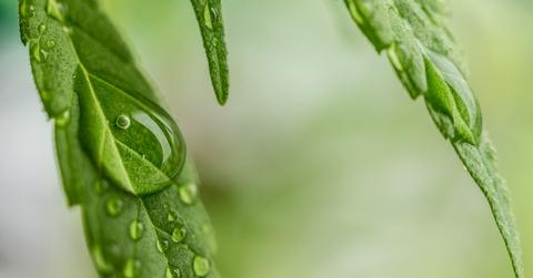 uploads///cannabis _