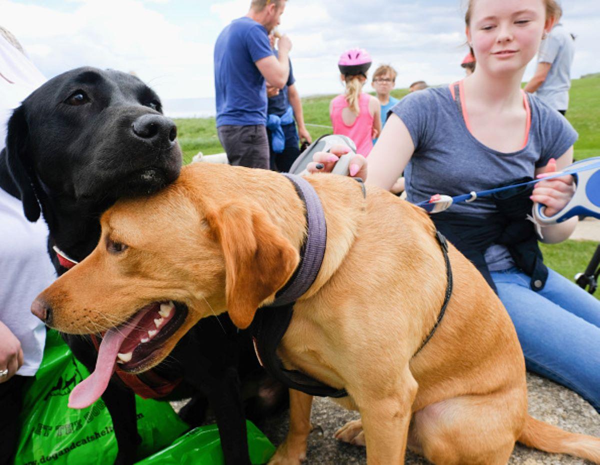 Dogs participate in the Great North dog charity walk 