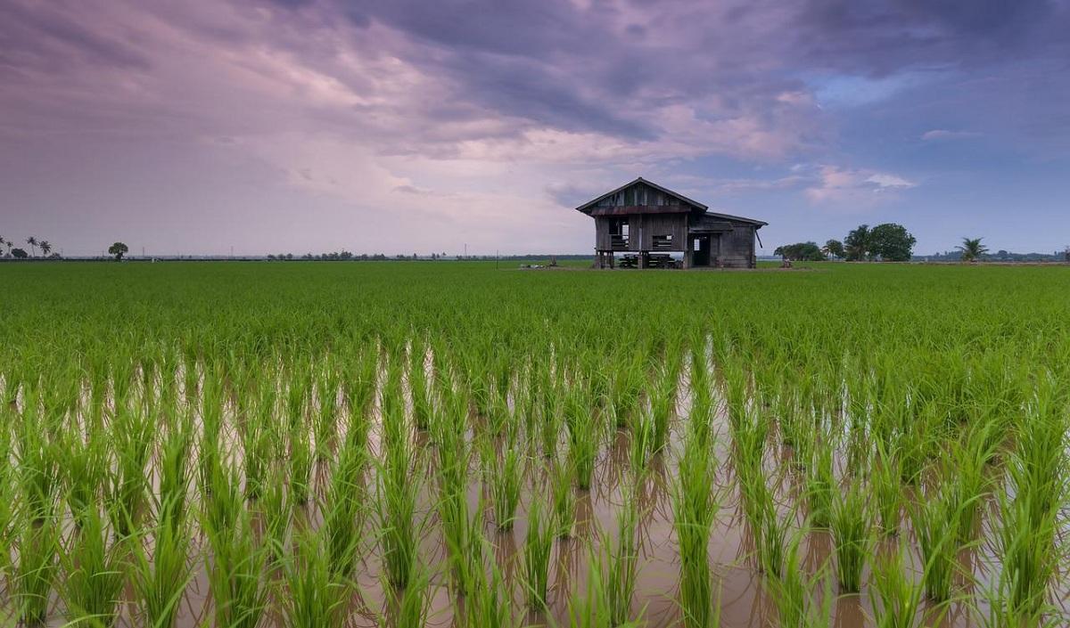 A rice field