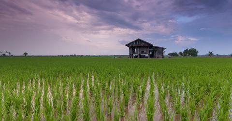 A rice field