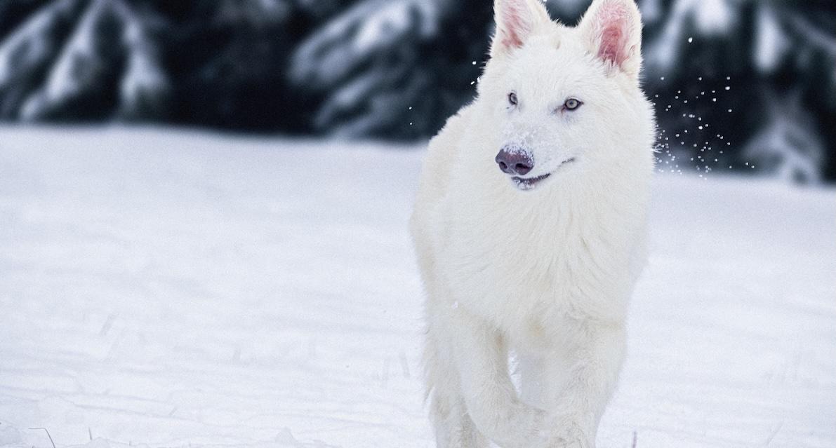 dire wolf
