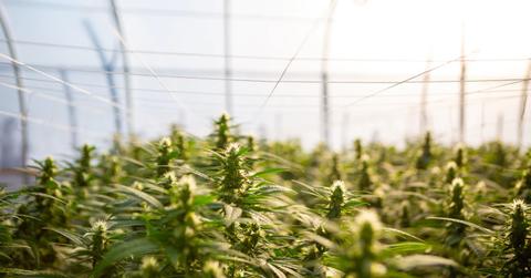 uploads///nebraska marijuana