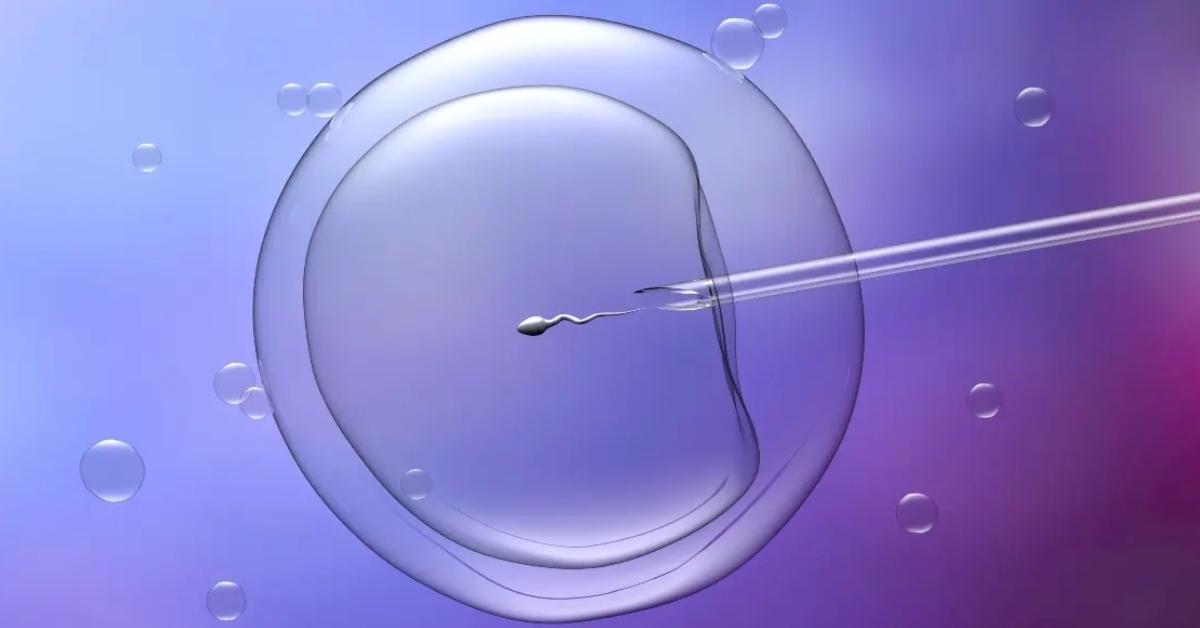 A sperm is inserted into an egg during the in vitro fertilization process.