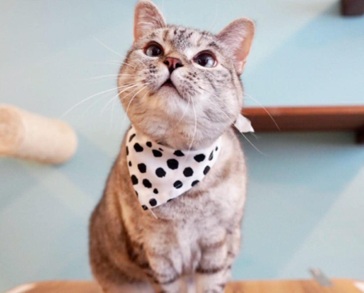 pn/ebedeb ab e b eeed