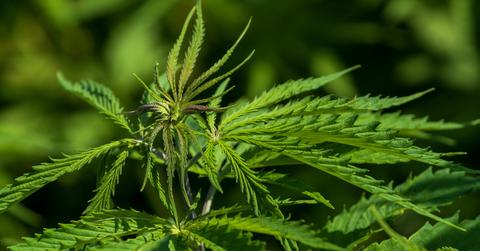 What Cannabis Stocks are Hot