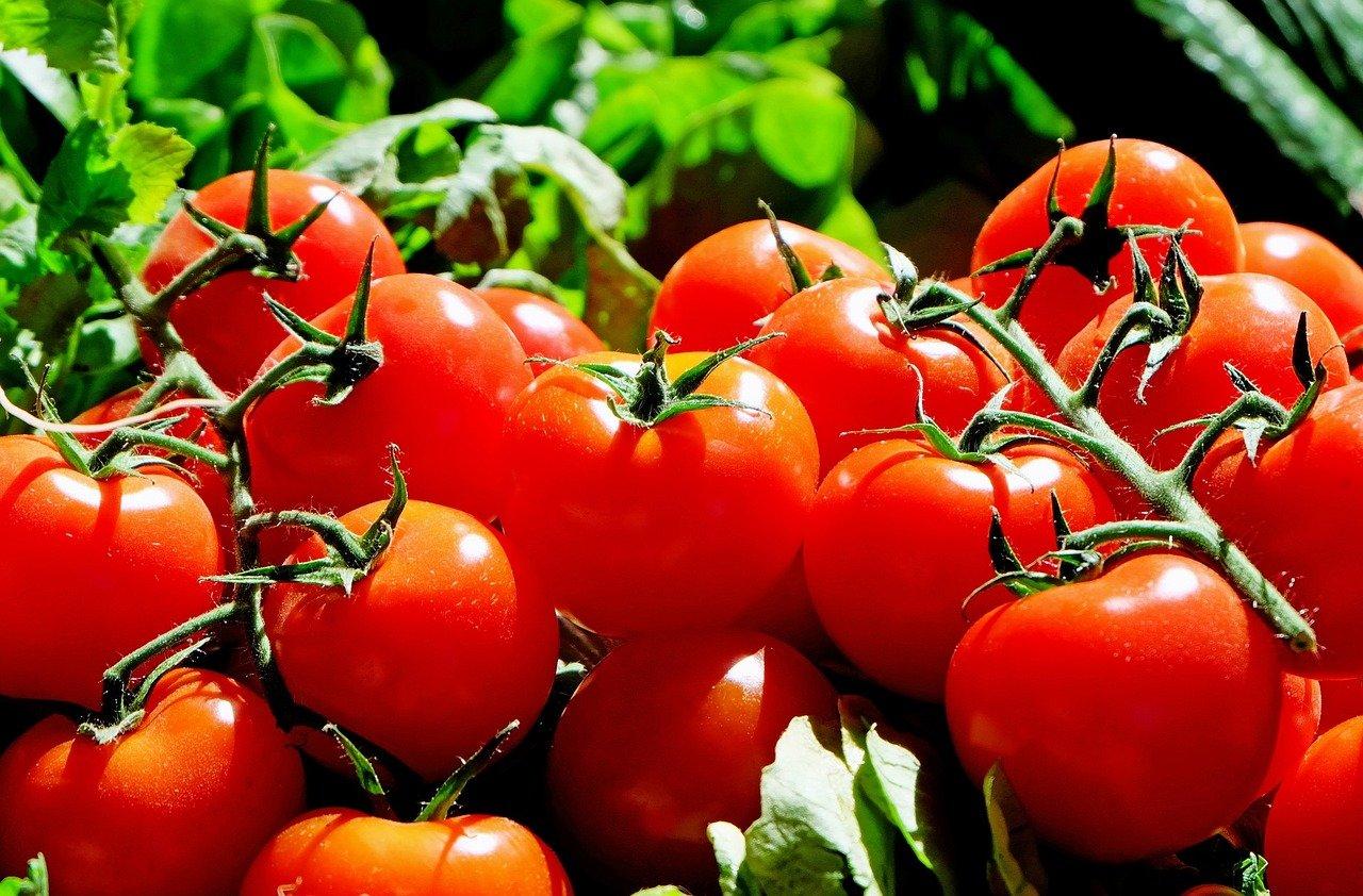What Is Causing the Tomato and Ketchup Shortage in 2022?