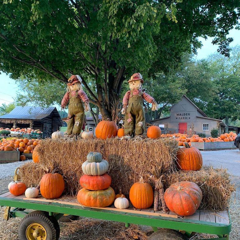 free pumpkin patch nashville