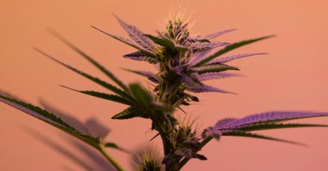 uploads///marijuana fed reserve bank