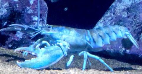 A rare blue lobster