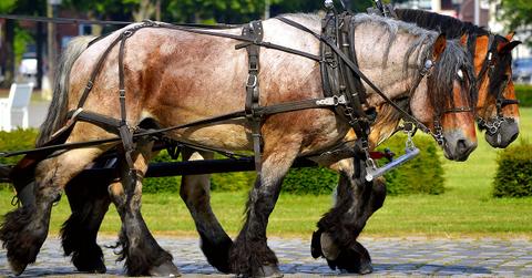 uploads///work horses _