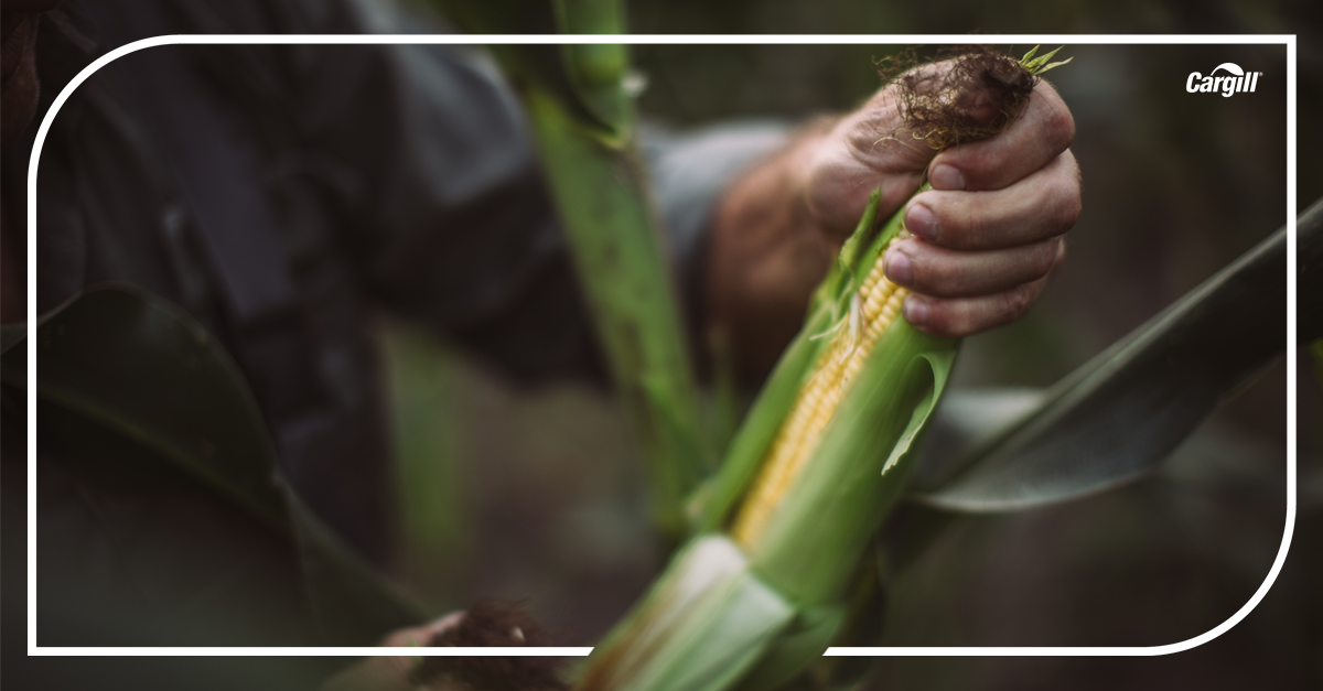 Farmer holding corn cobs