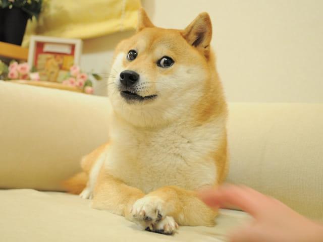 DOGE's Shiba Inu dog meme