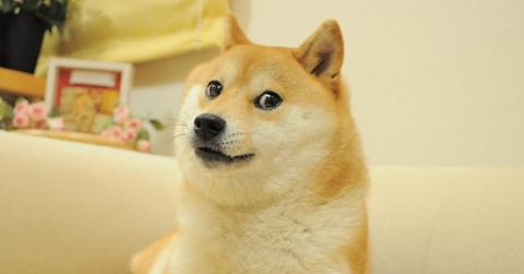 DOGE's Shiba Inu dog meme