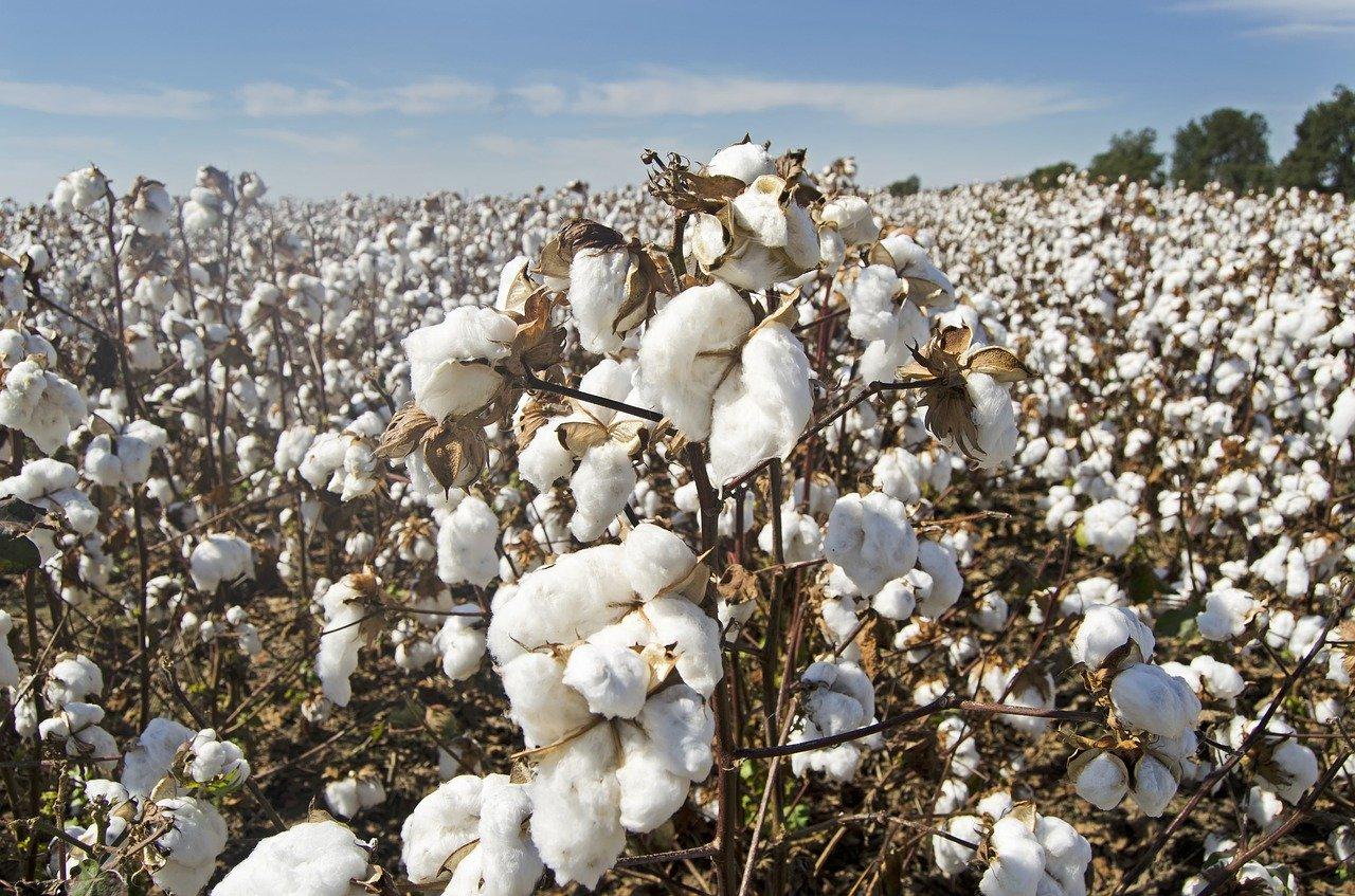 Cotton crop