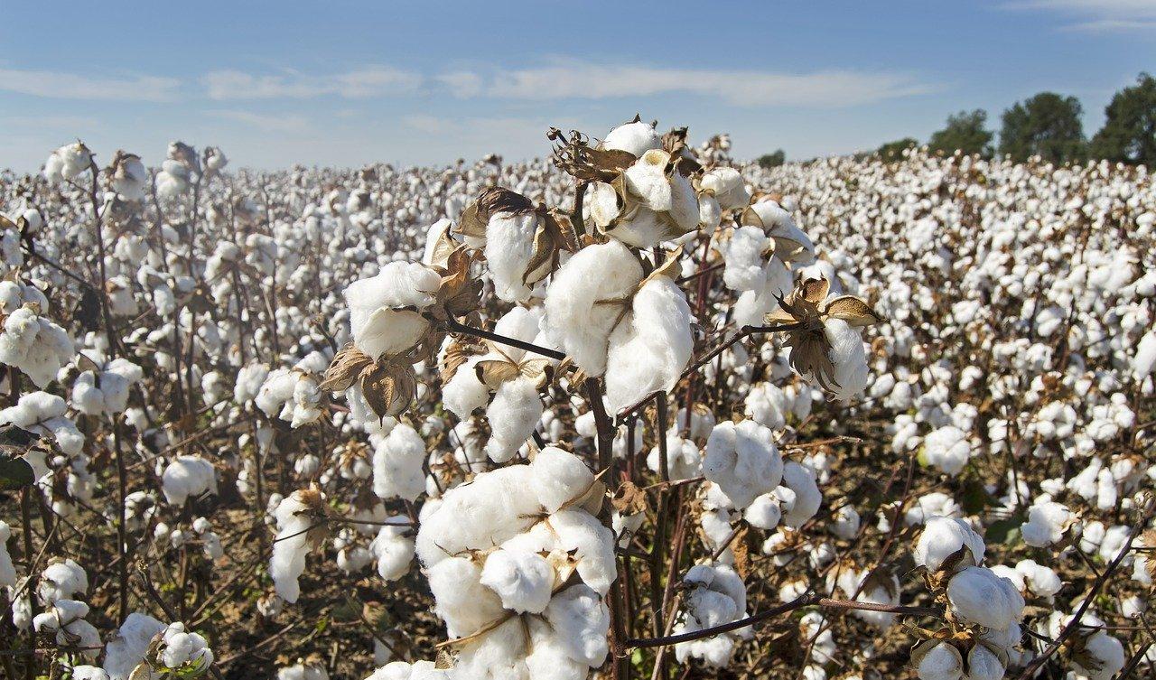 Is There a Cotton Shortage? Droughts Make For Meager Harvest