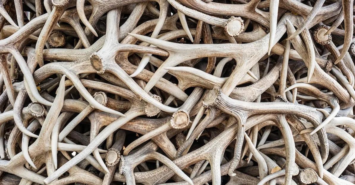 If You Find Deer or Elk Antlers on the Ground, Leave Them There, Say Some States