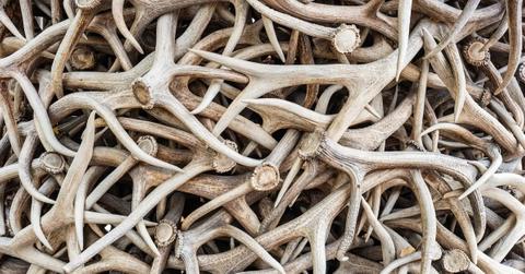 If You Find Deer or Elk Antlers on the Ground, Leave Them There, Say Some States