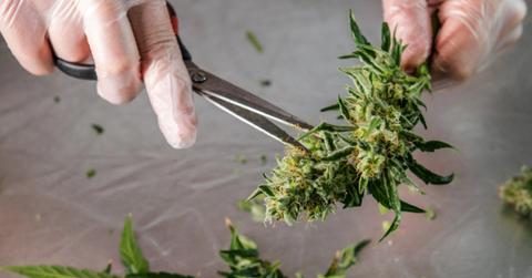 uploads///curaleaf bluekudu