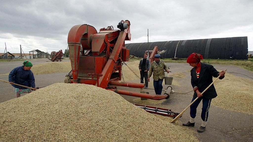 Russian farmers harvesting wheat