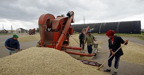Russian farmers harvesting wheat
