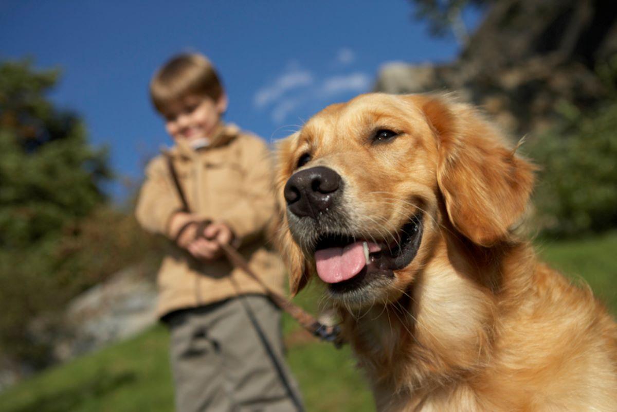 A boy walking a dog in a park