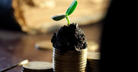 uploads///warren marijuana plan newsletter