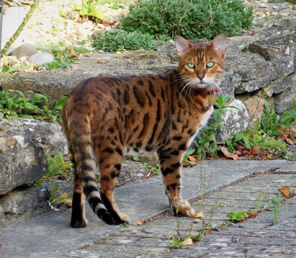 Bengal cat in collar outside