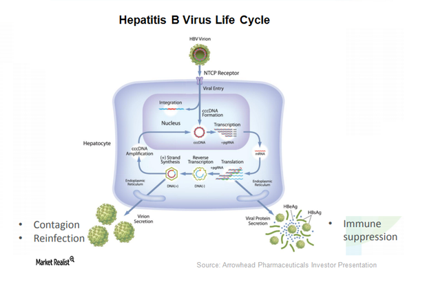 uploads///Hepatitis B virus life cycle