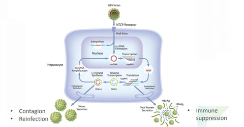 uploads///Hepatitis B virus life cycle