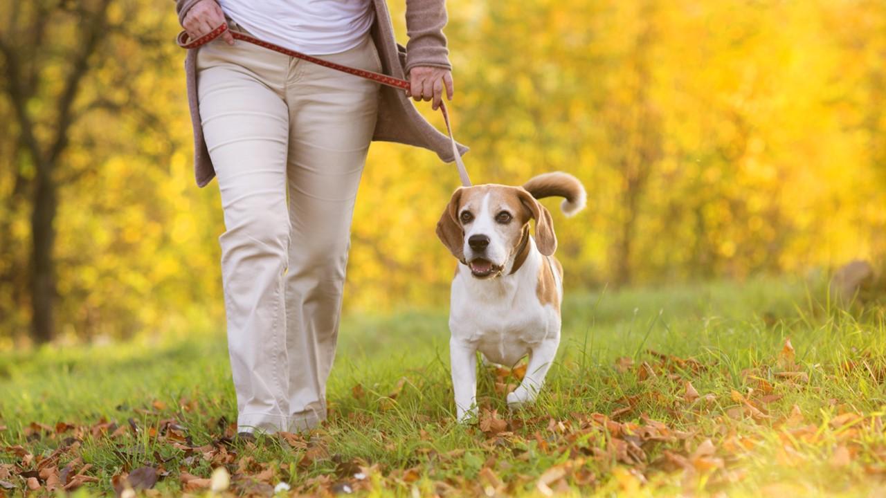 A woman walking a beagle on the grass