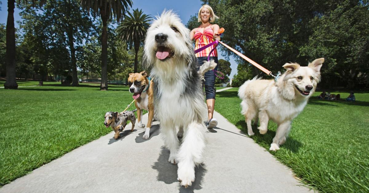 A woman walking four dogs.