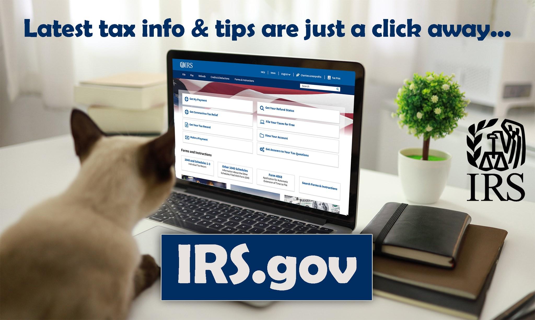 IRS website open on a laptop as a cat looks on