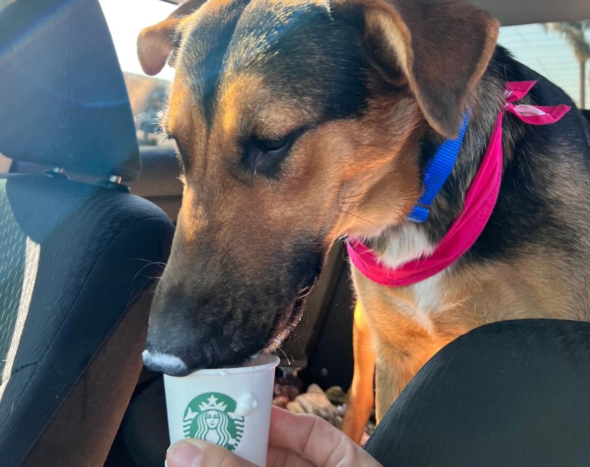 dog puppuccino