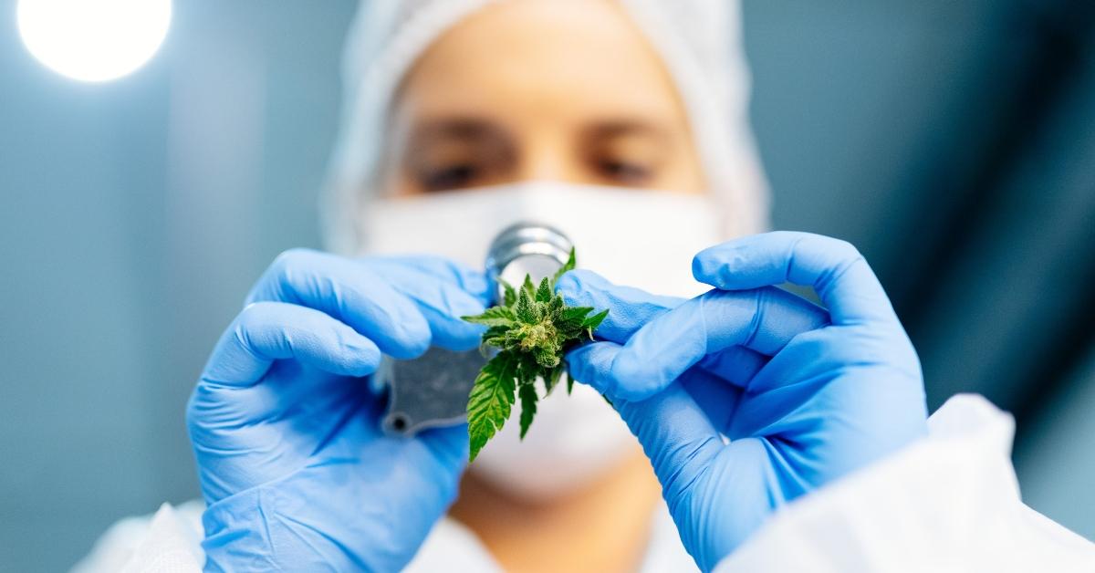 how high can tilray tlry stock go