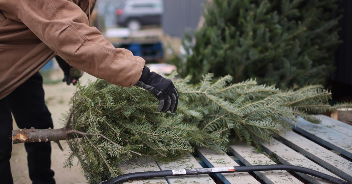 Fresh Christmas trees