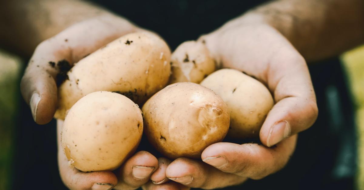 Potato Shortage Gets Worse in 2022, Food Crisis Deepens