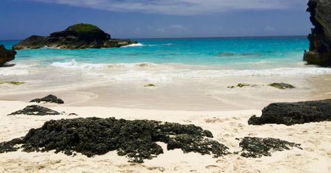 uploads///bermuda cannabis market