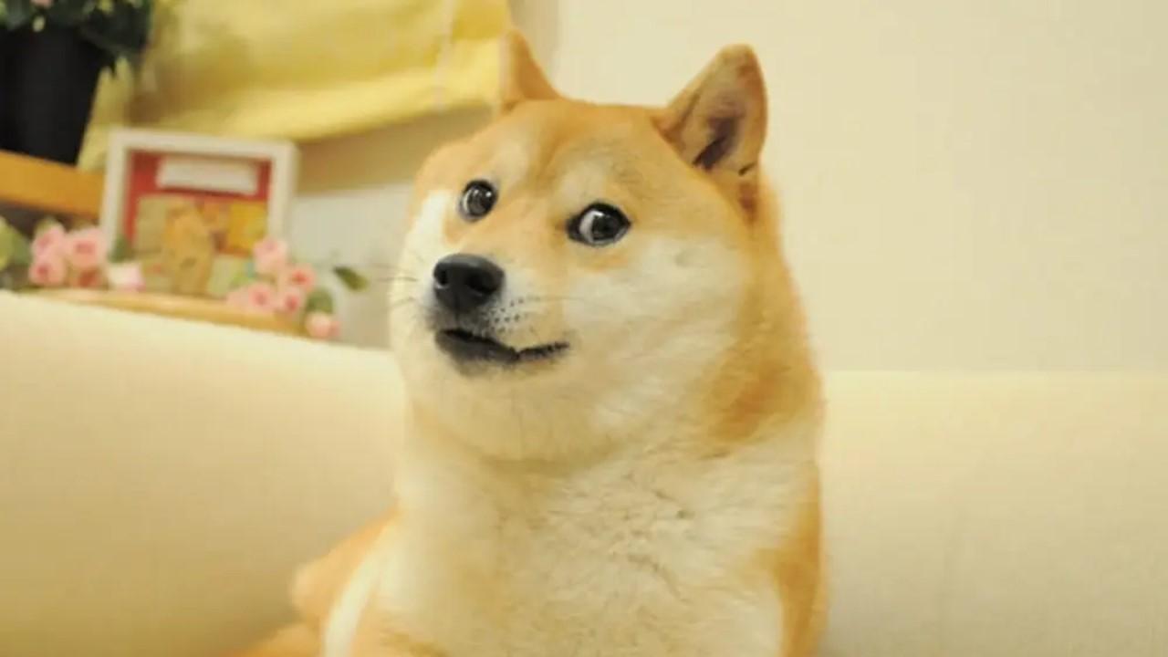 Dogecoin dog