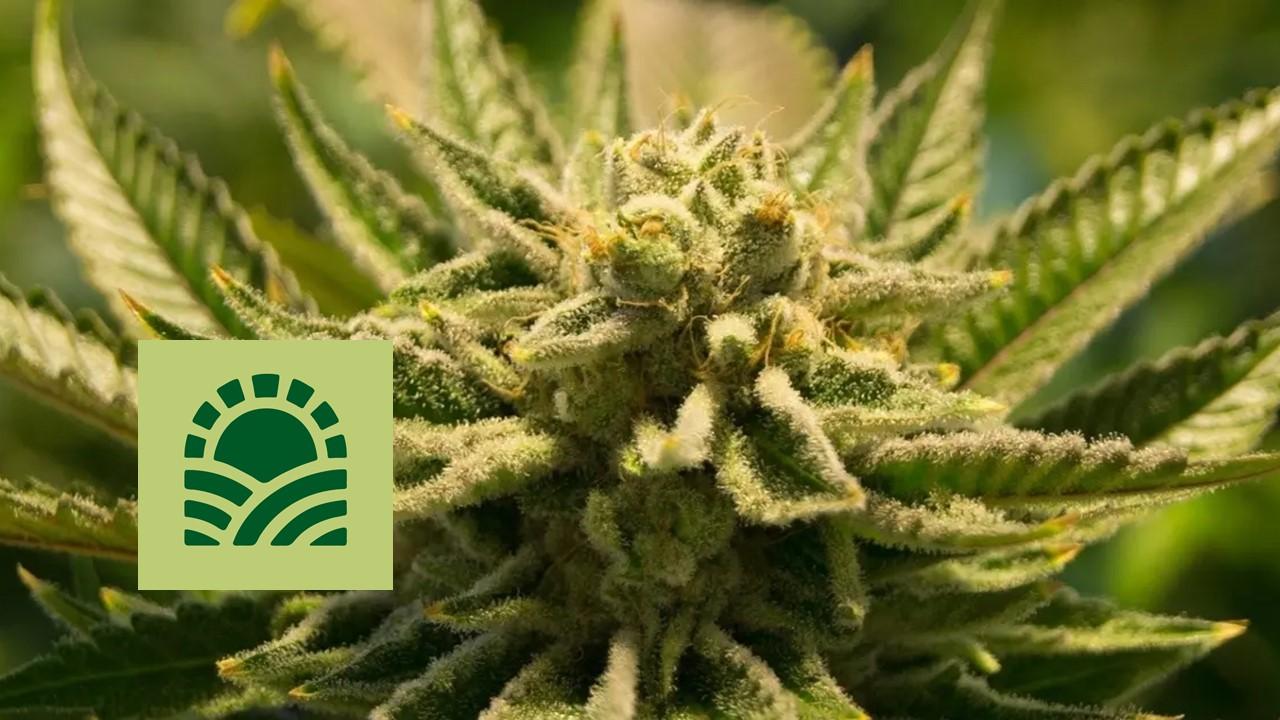 Marijuana plant and Green Thumb logo