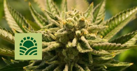 Marijuana plant and Green Thumb logo