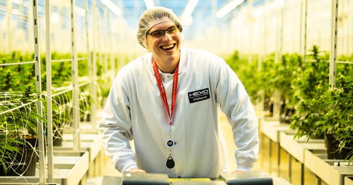 HEXO worker in a marijuana plant