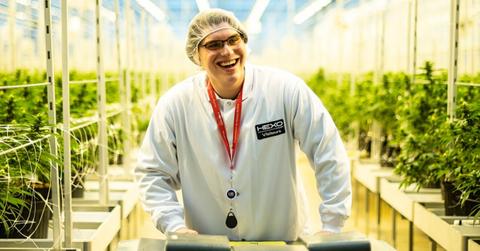 HEXO worker in a marijuana plant