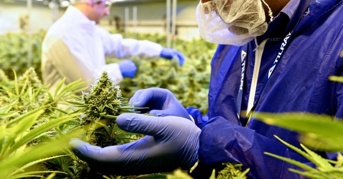 tilray tlry stock rise or fall after merger date