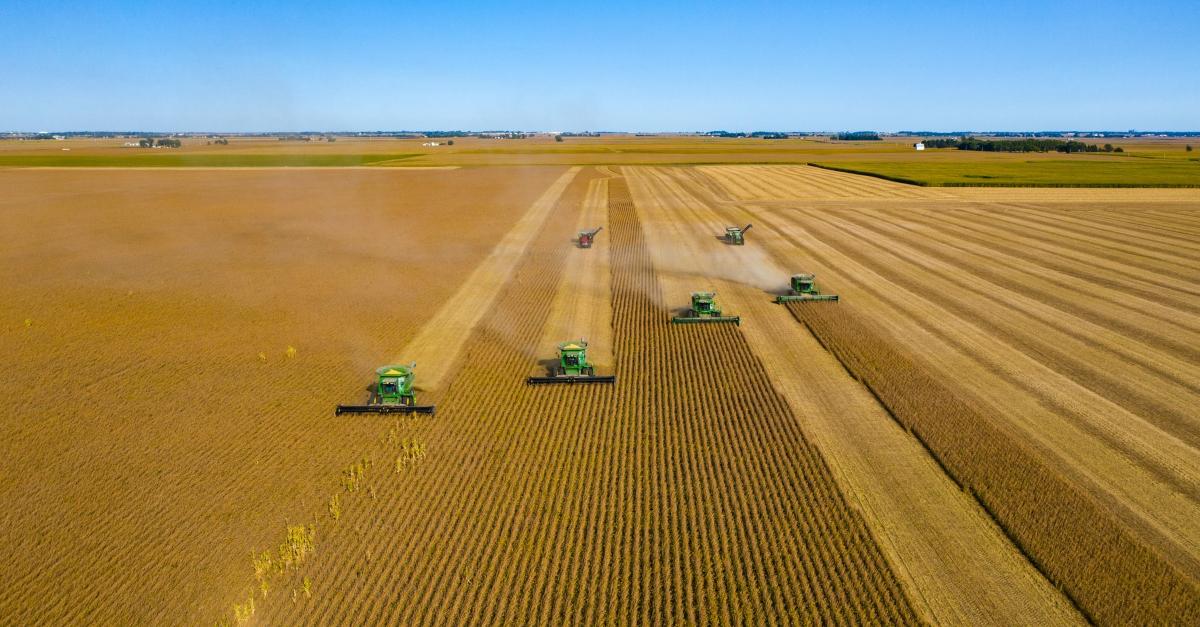 Soybean farm